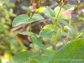 Flowers and seed pods